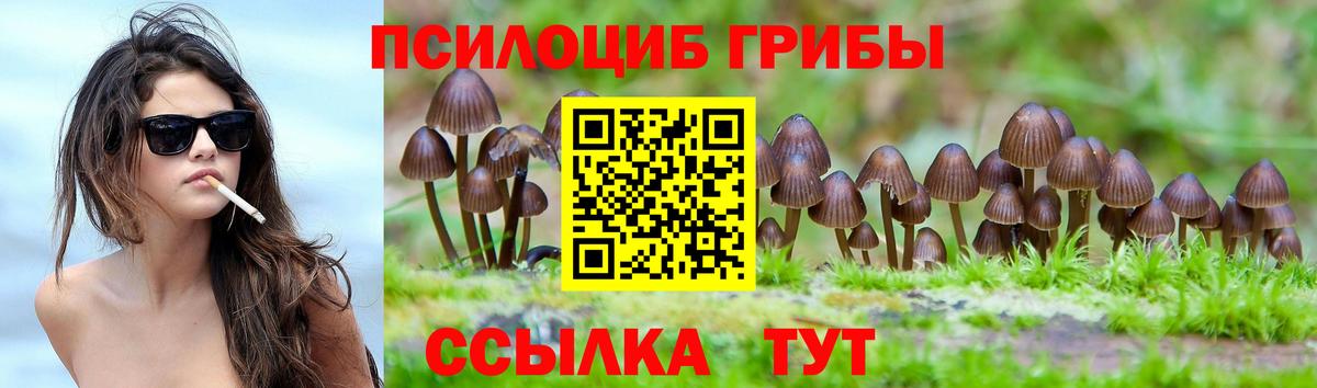 Псилоцибиновые грибы Cubensis Коркино